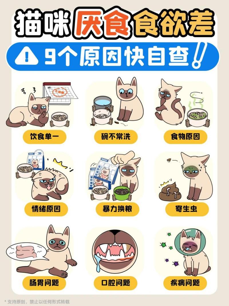 夏天猫咪食欲不好