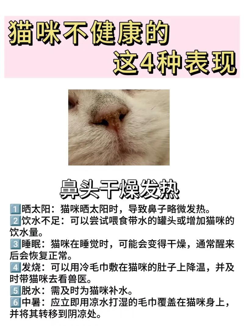 猫咪每天呕吐，可能是健康的信号，也可能是疾病的警示