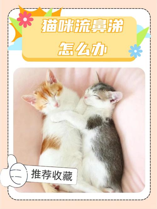 猫咪总是流鼻涕，了解常见原因及如何护理