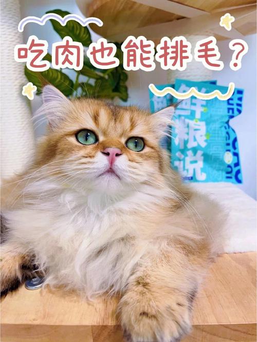 猫咪可以吃肉吗？——揭秘毛孩子营养的秘密