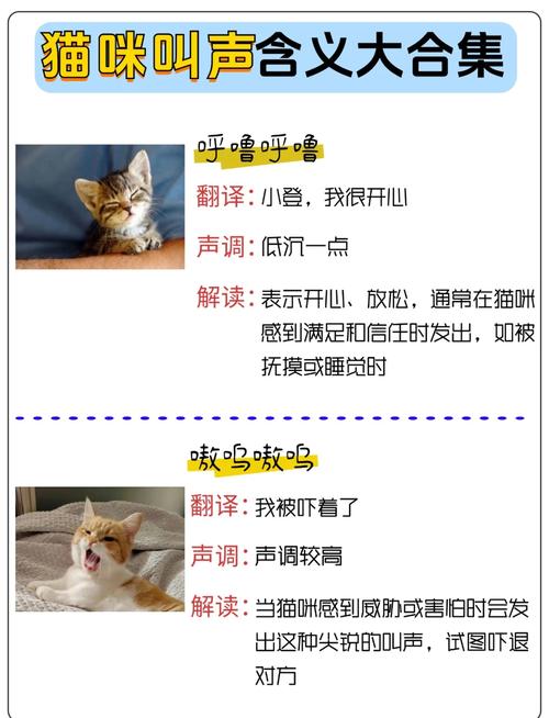 夜半喵语，揭开神秘的猫咪叫声之谜