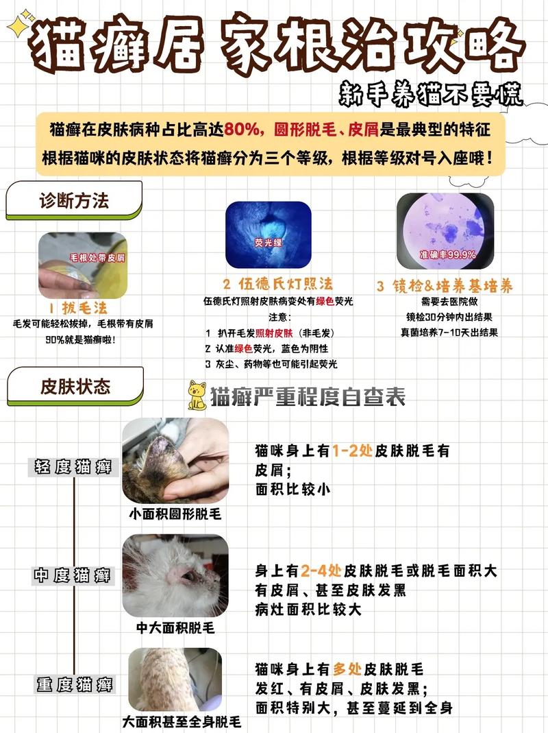 猫咪猫藓复发，了解与预防