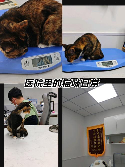 猫咪打针？为什么你家的毛孩子也需要