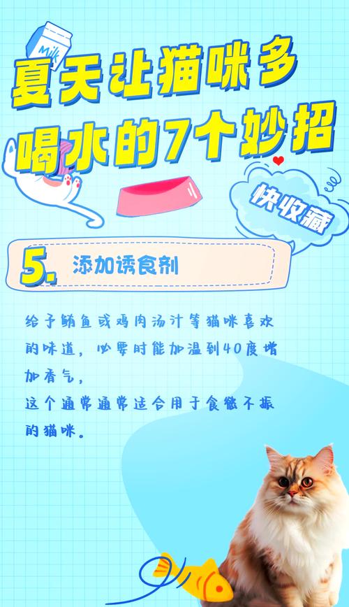 夏日里，猫咪的清凉秘籍