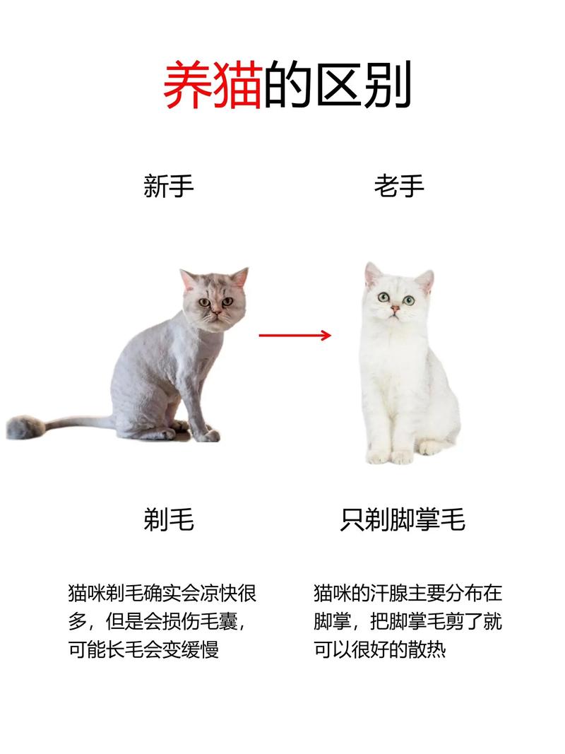 猫咪夏天也该剪毛？夏季猫毛护理全攻略