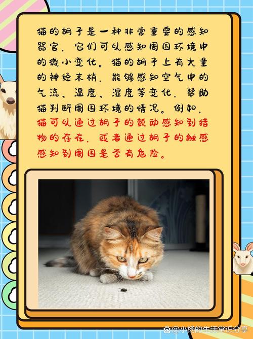 长毛猫之魅，揭秘猫咪那根神奇的胡须