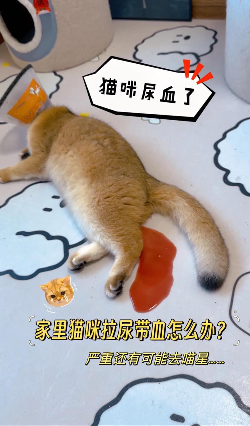 猫咪小便带血，可能的常见原因及应采取的措施