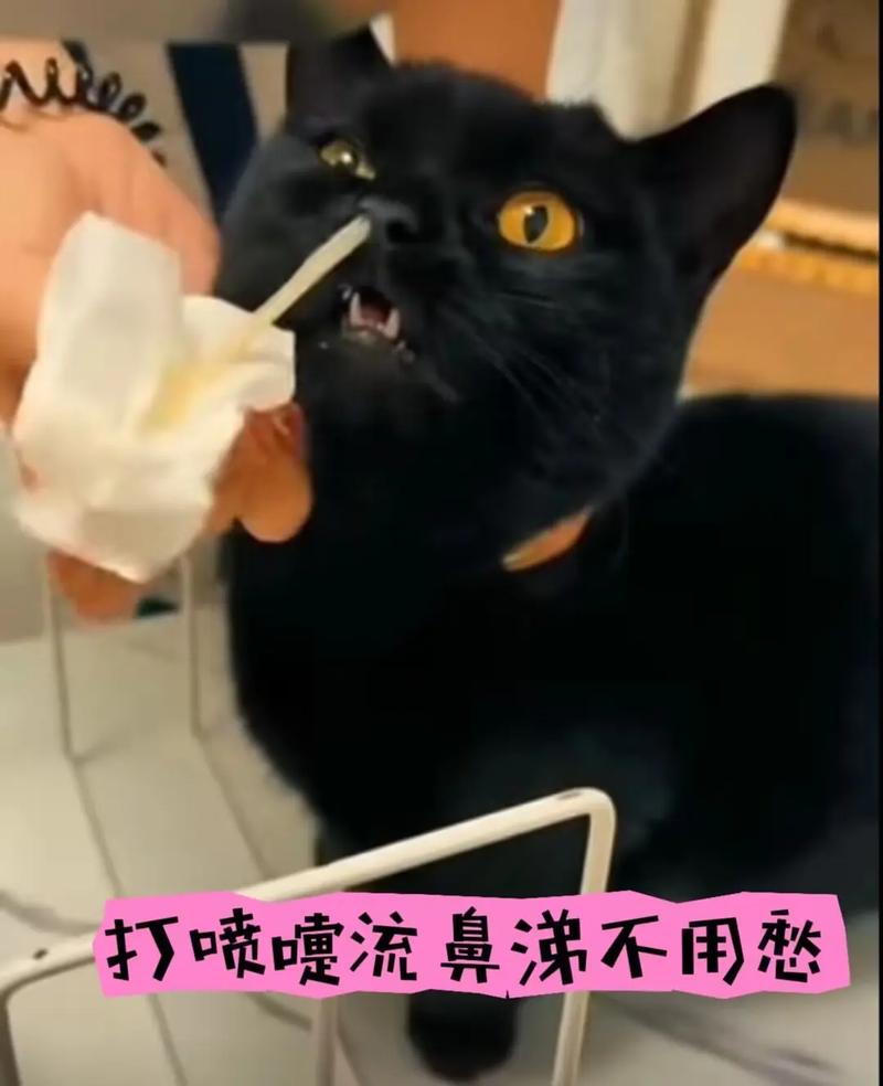 猫咪鼻子流出鼻涕的那些事儿