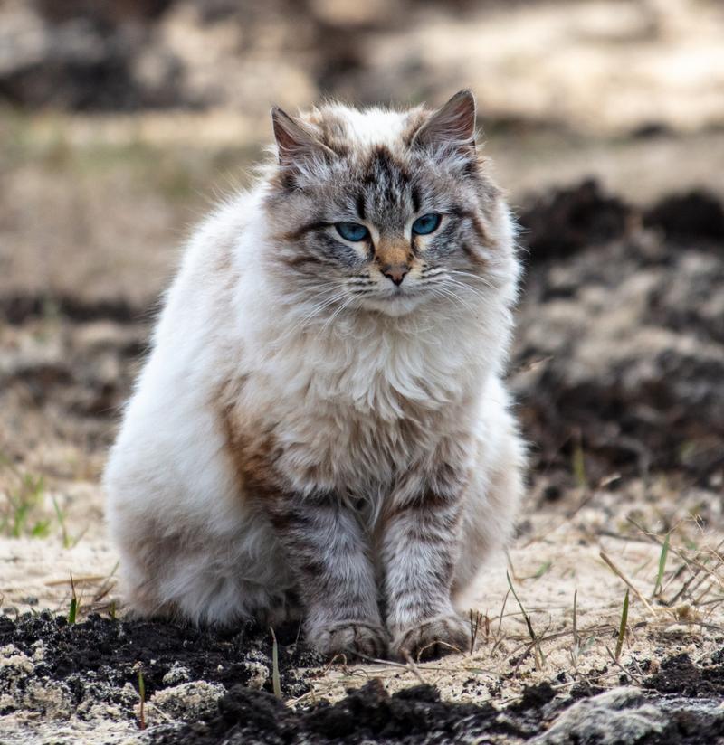 史上最大的猫咪，巨型猫科家族的荣耀