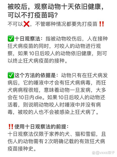 猫咪打完狂犬疫苗后的健康小贴士