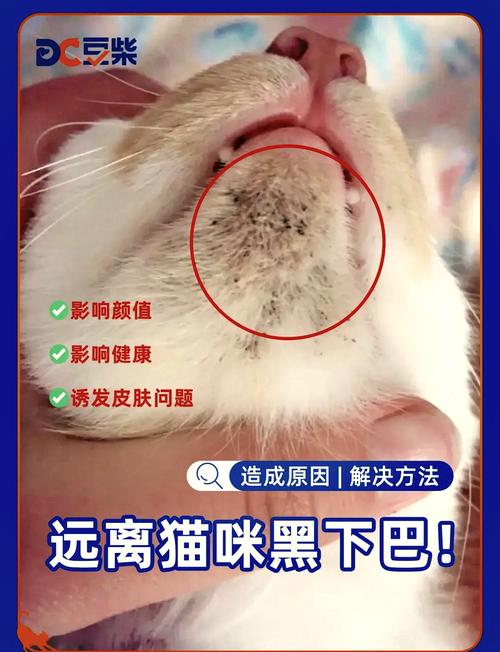 揭秘猫咪脑炎，常见症状与防治方法