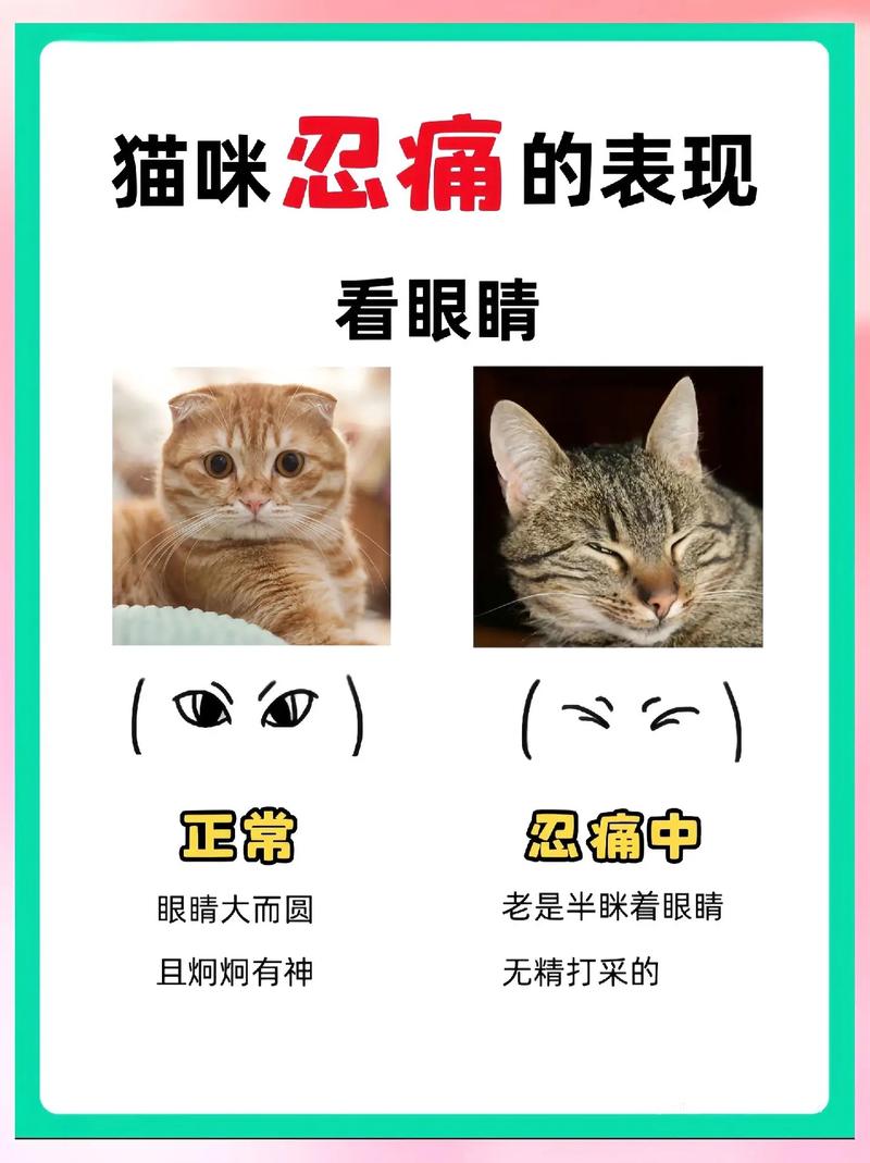 猫儿也生病？揭秘猫咪常见的健康问题