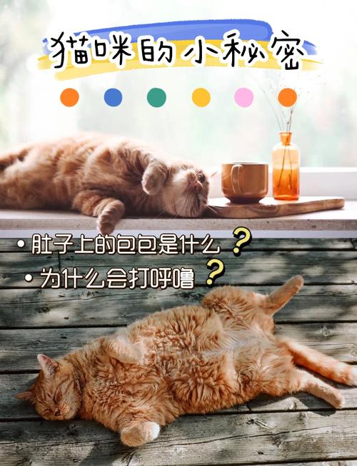 猫咪的秘密，为什么它们总是那么迷人？