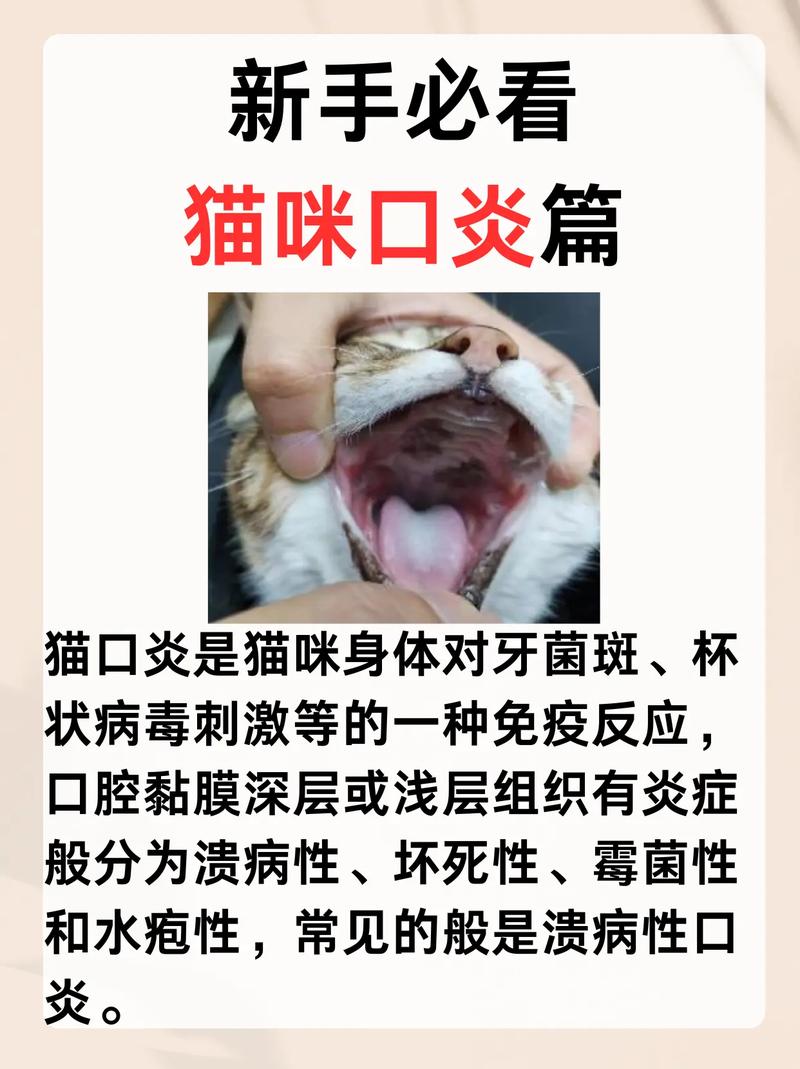 猫咪口炎，如何帮助它恢复食欲？