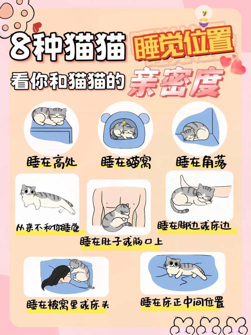 猫咪的温馨小天地，探索它们最喜欢的睡眠地点