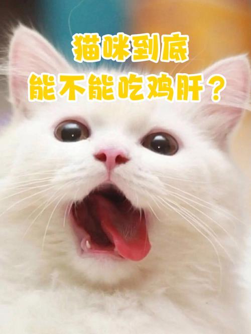 如何科学喂养怀孕的猫咪——鸡肝的正确食用方式