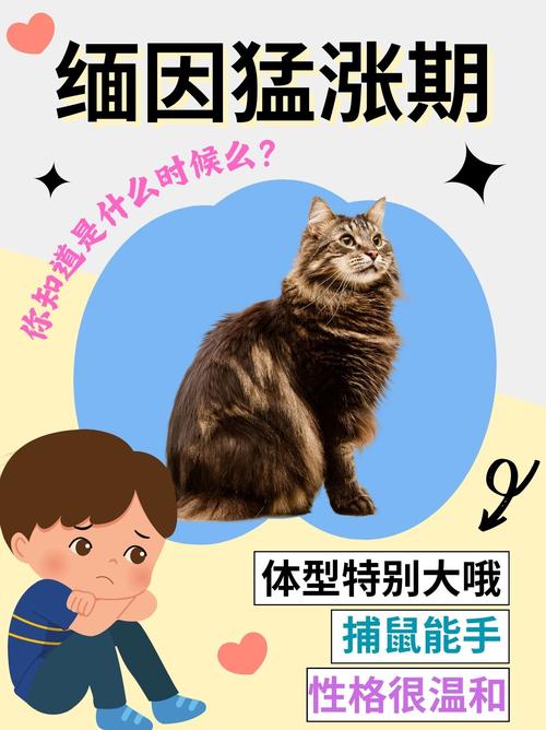 猫咪低血钙，了解症状、预防与治疗