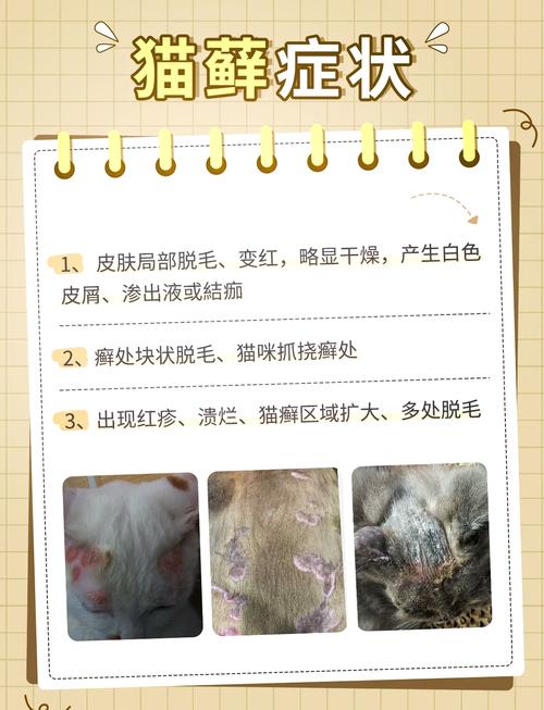 猫咪健康小贴士，猫藓与你的毛茸伙伴