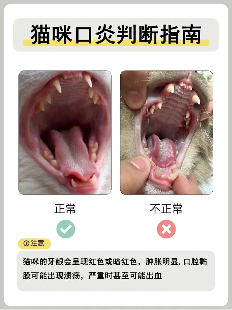 猫咪牙龈发红的常见原因与护理方法