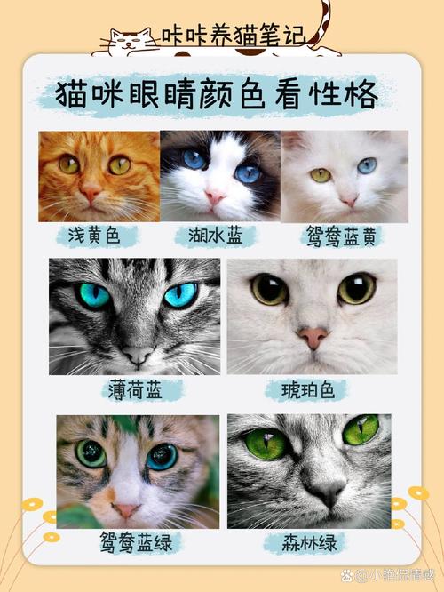 五彩斑斓——揭秘猫咪瞳孔颜色的秘密