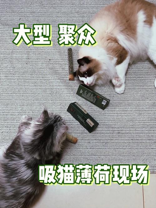 薄荷草与猫咪，奇妙的互动体验