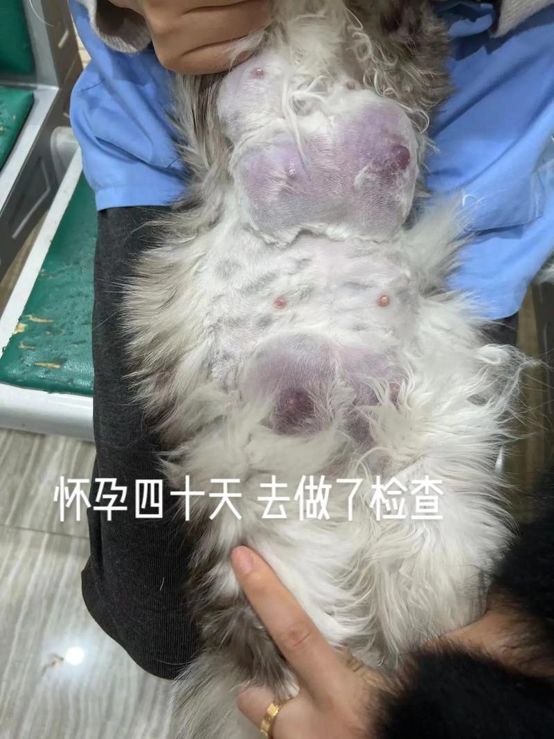 揭秘猫咪怀孕的秘密——为什么它们的肚子会变大？