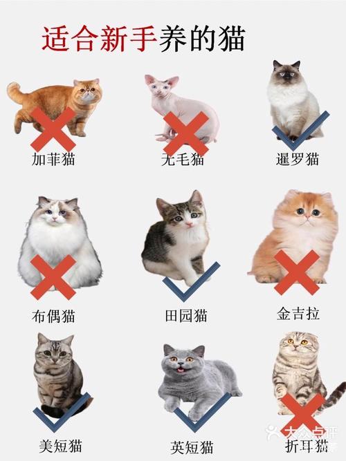 初生猫咪的温馨呵护，新手爸妈必读