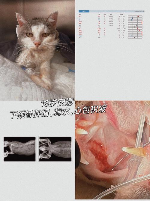 猫咪肿瘤，了解症状、应对方法与预防