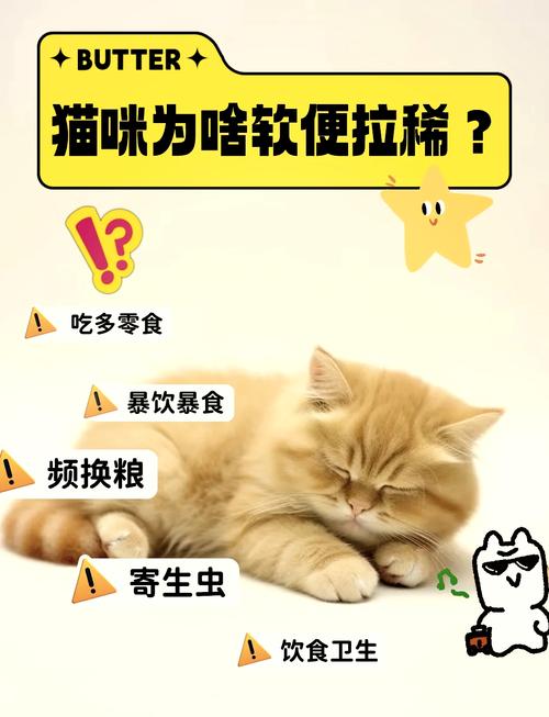 揭秘猫咪软便与拉稀的区别，如何为爱宠提供适宜的饮食