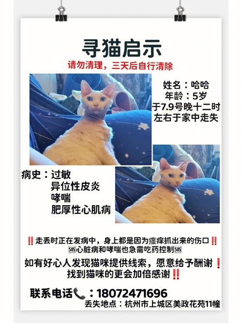 迷路的猫咪，如何找回失踪的爱宠