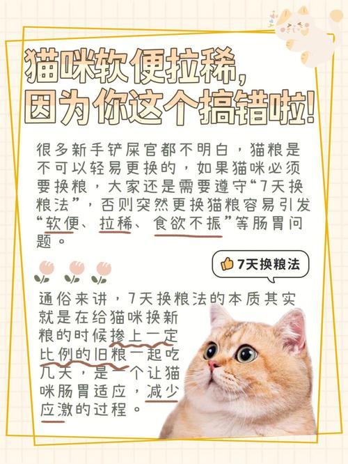 小猫咪的健康饮食指南，科学喂养小猫的技巧