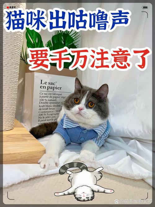 猫咪呼噜声的治愈魔力，倾听它们的声音，让生活更美好