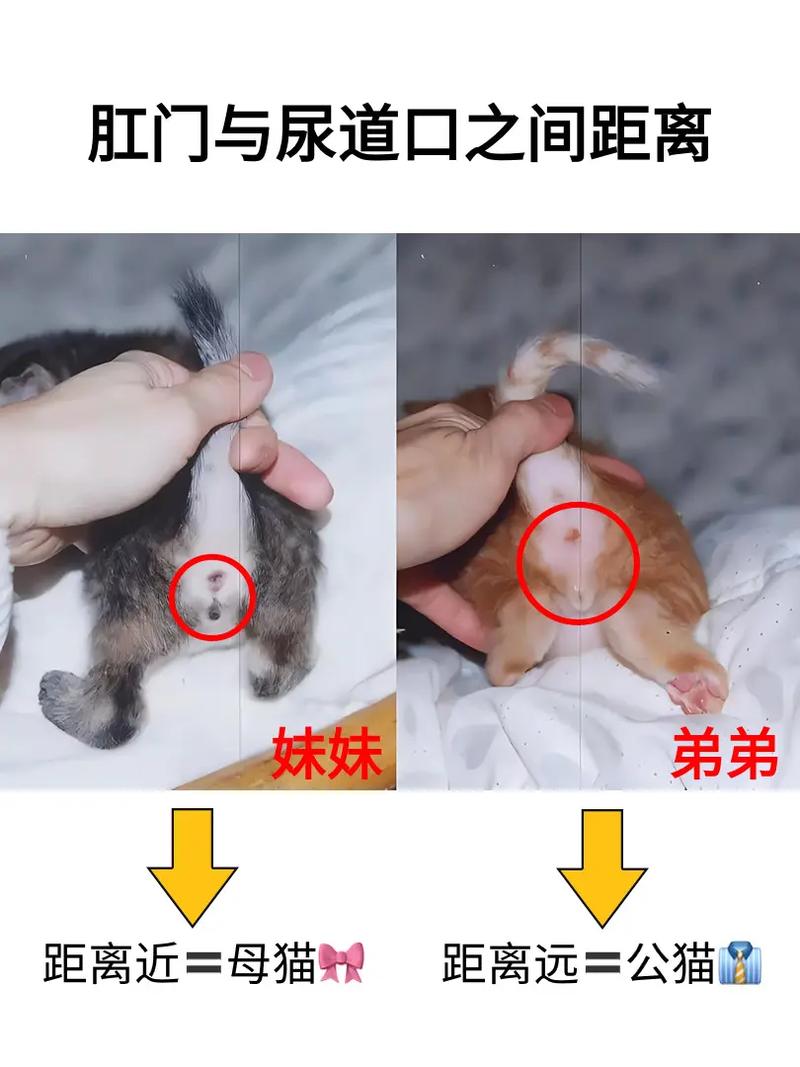 揭秘，猫咪的鼻子颜色真的有性别之分吗？