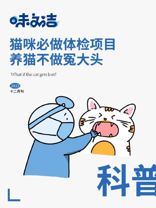 猫咪健康小秘密，一场全面的体检之旅