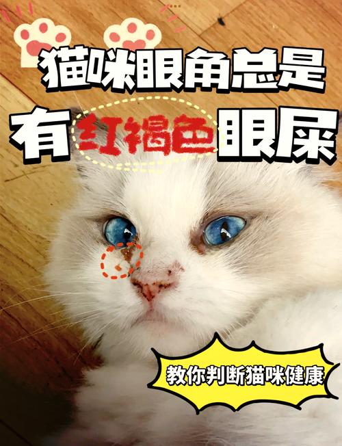 猫咪眼屎多且呈现红褐色？你需要注意了