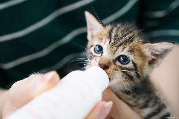 猫咪能喝牛奶吗？揭秘真相