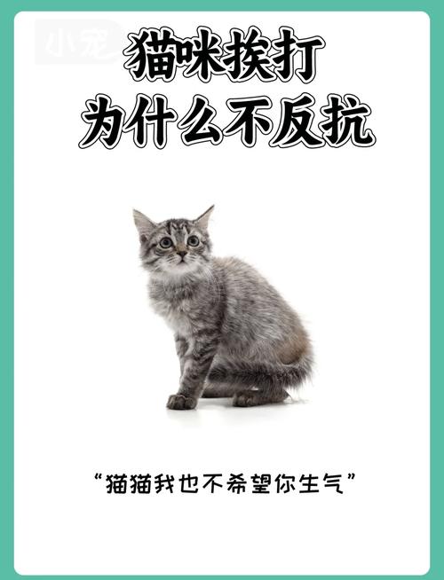 猫咪产后喘息，真相令人意外