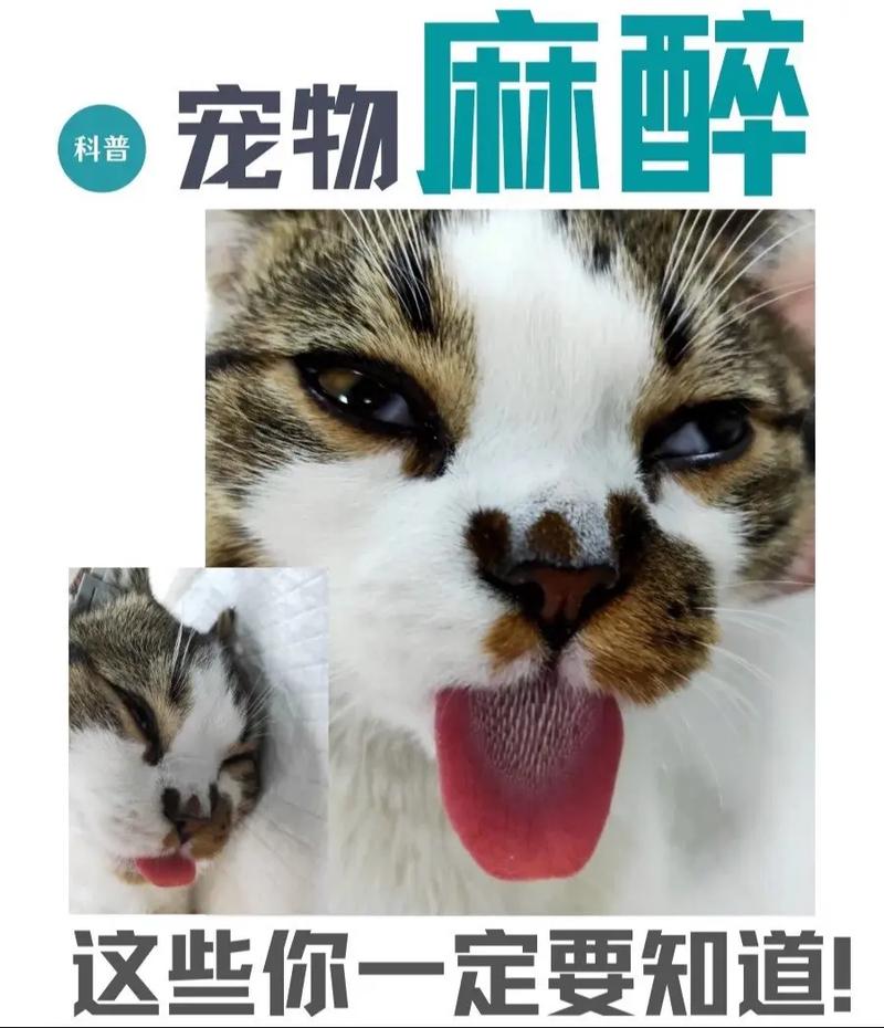 揭秘猫咪绝育手术背后的麻醉秘密