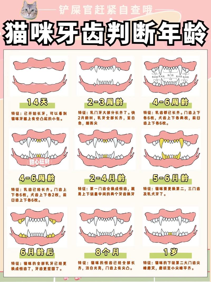 猫咪牙齿的年龄密码，从萌宠到老友的成长旅程