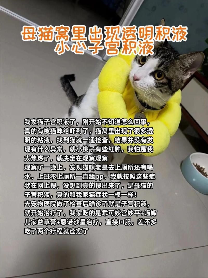 猫咪积水能否治愈？了解猫咪积水的成因与治疗