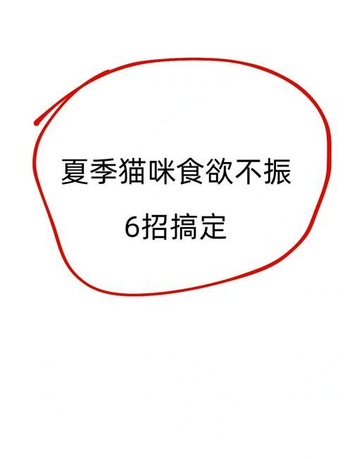 夏日炎炎，猫咪为何食欲不振？