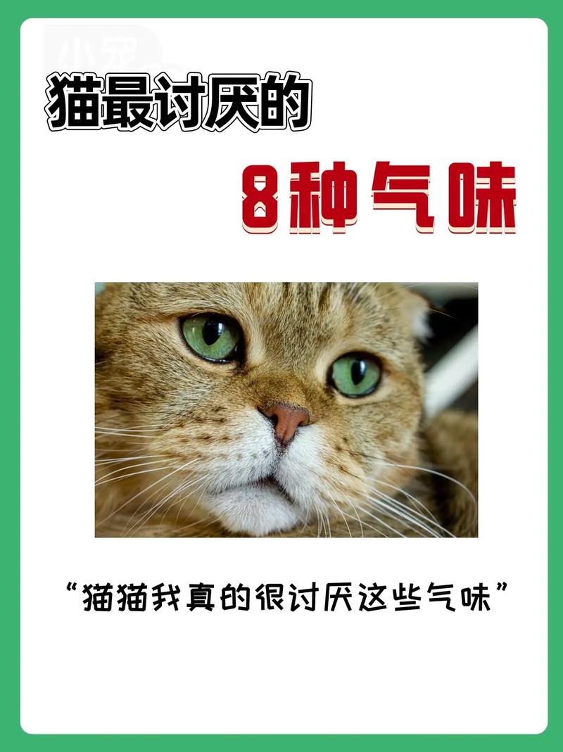 揭秘猫咪为何会散发出令人不悦的气味