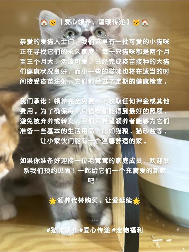 北京市民免费领养猫咪，爱心与责任同行