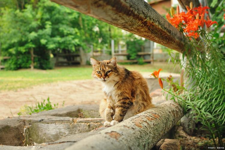 猫咪菊花红肿拉稀的常见原因及护理方法