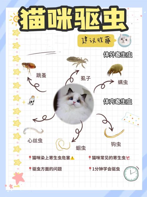 猫咪出现绦虫症状的五大警示信号