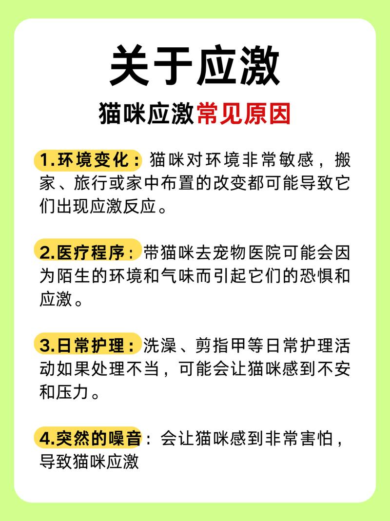 猫咪突然消瘦，主人该警惕的那些常见原因