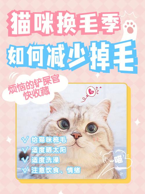 怀孕猫咪的全面护理指南，迎接新生命的到来