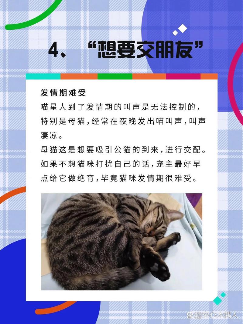 猫咪与它的名字，为何它叫喵喵