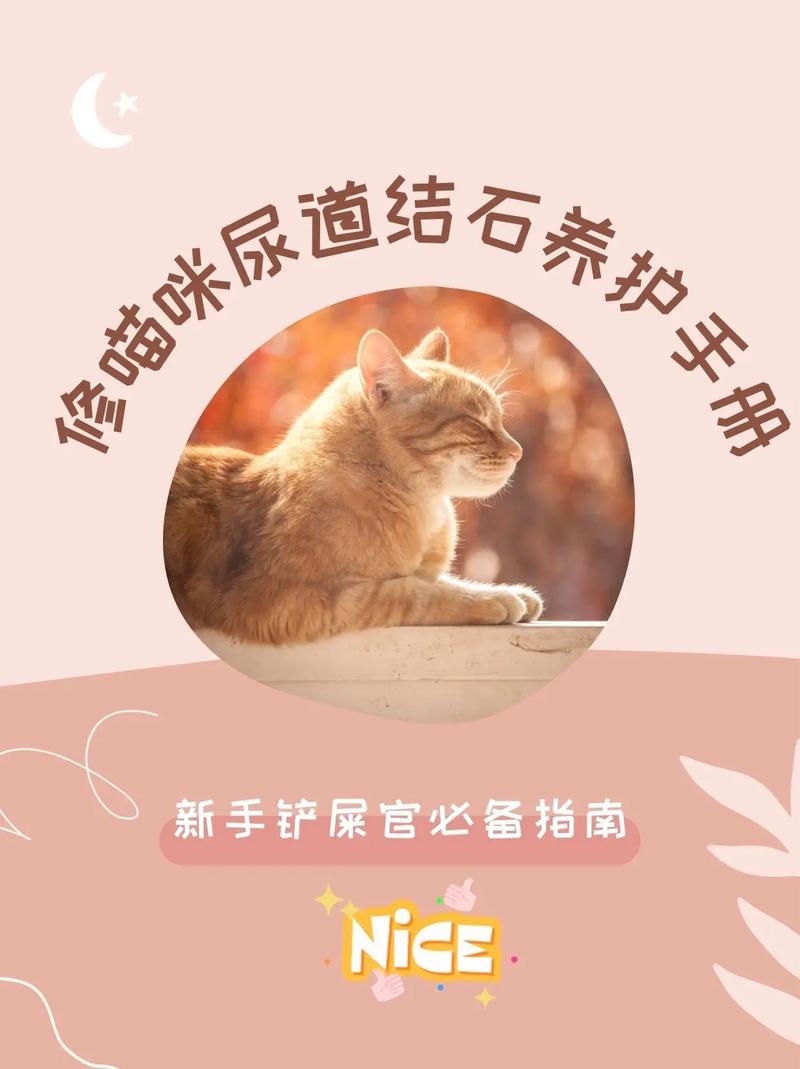 猫咪尿结石，成因揭秘与预防之道