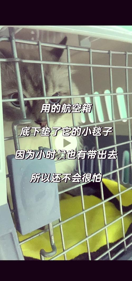 猫咪何时能完全掌握自己的生活技能？